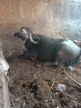 થંબનેલ 3