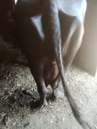 ભેંસ વેચવાની છે