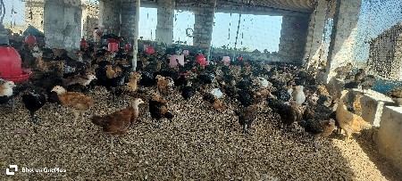 દેશી સોનાલી બચા આપવાના સે