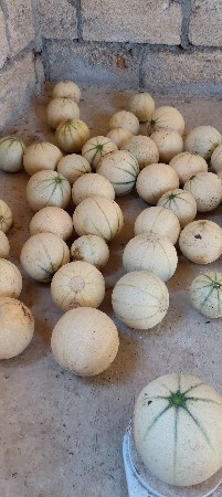 ટેટી વેચવાની છે