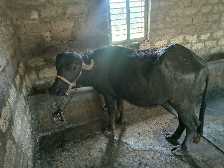 પાડી વેશવાની છે સામે એસબ‌ ગાય સાલે