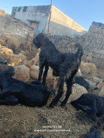 બોકડો વેચવાનો છે