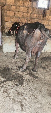 थंबनेल 2