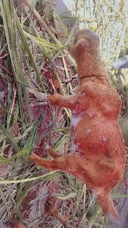 barbari bakri anu ani gidi