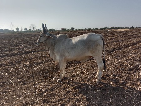 થંબનેલ 2