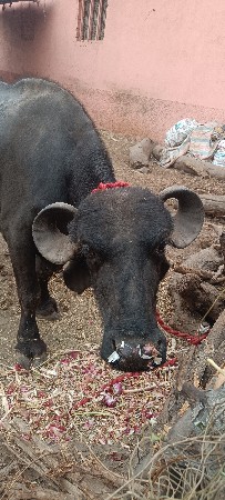 બીજુ વેતર