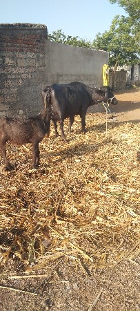 આ ભેંસ વેચવાની છે