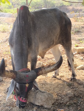 थंबनेल 2