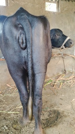 થંબનેલ 3