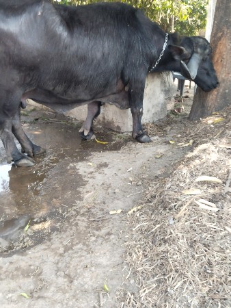 थंबनेल 3