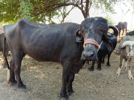 थंबनेल 2