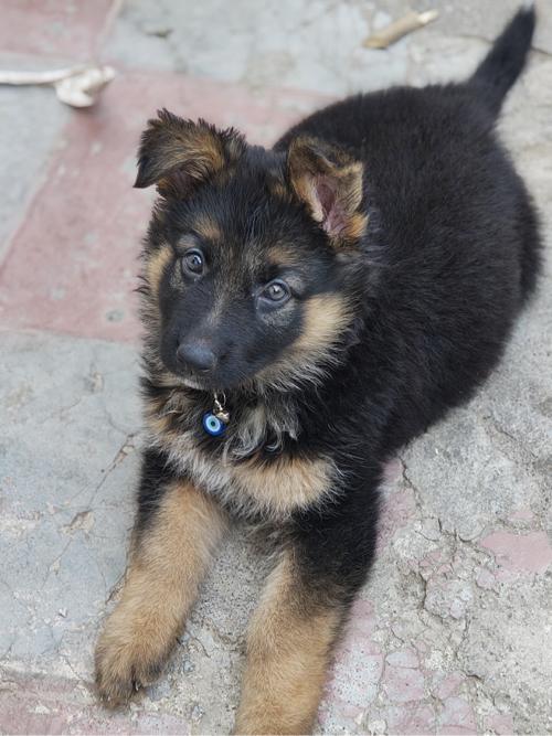 German Shepherd Female Double Coat