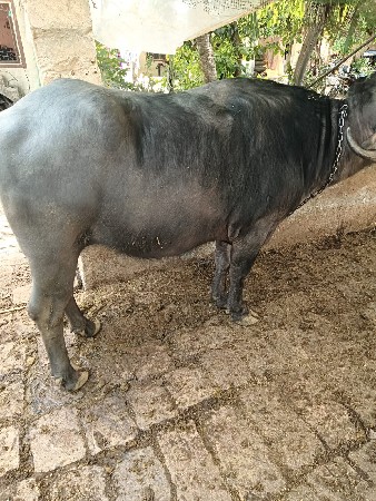 થંબનેલ 2