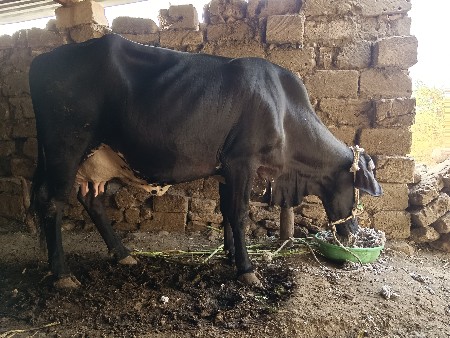 જશીૅ ગાય વેસવાની છે