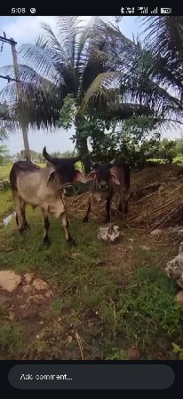 थंबनेल 2