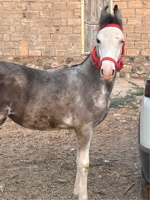 થંબનેલ 2