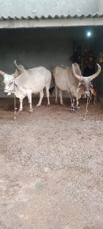 બડદ વેચવાના છે