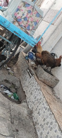 थंबनेल 3