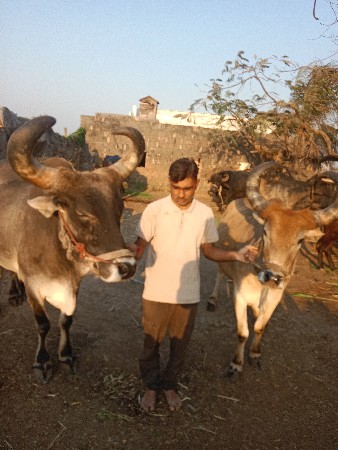 બળદ વેચવાના છે