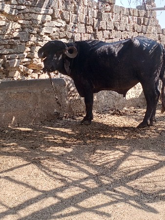 थंबनेल 3