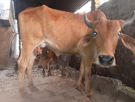 તાજી વિહાણેલી ગાય છે