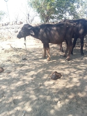 થંબનેલ 3