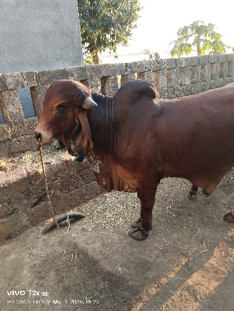 थंबनेल 3