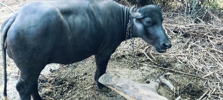 थंबनेल 3