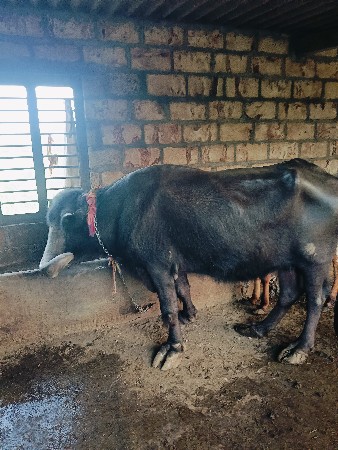 જાફરાબાદી ભેસ