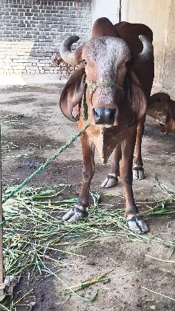 આ ગાય વેચવાની છે