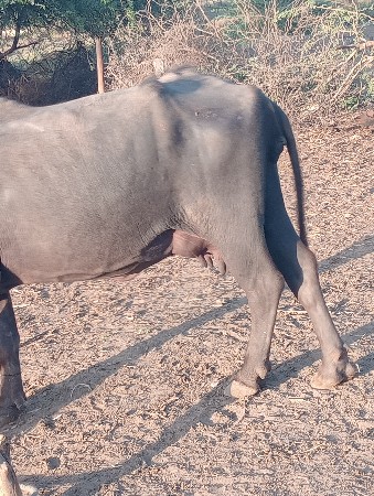 थंबनेल 3