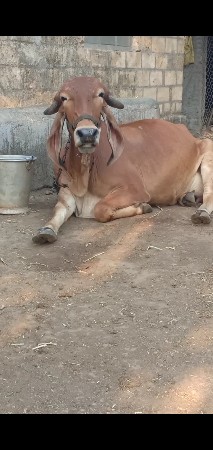 ગાય વેચવાની છે