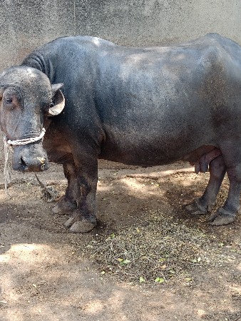 ભેંસ વેચવાની છે