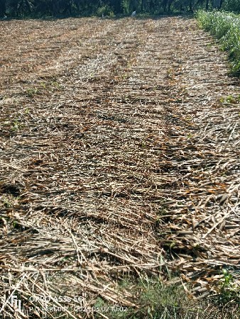 બાજરા ના પુરા