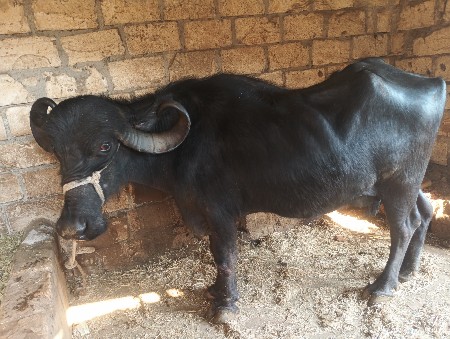 આ ભેંસ વેચવાની છે