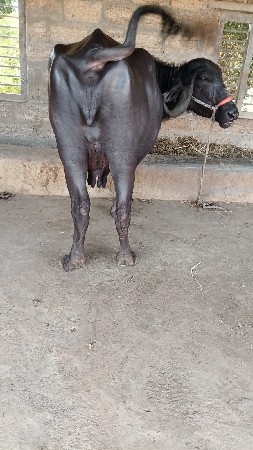 ભેંસ વેચવાની છે