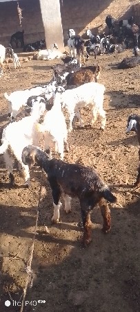 13 બોકડા વેચાવ છે