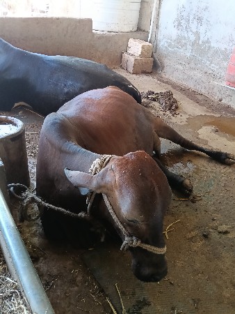 थंबनेल 4