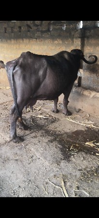 આ ભેંસ વેચવાની છે