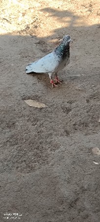 કબૂતર સાટા માં દેવા ના છે