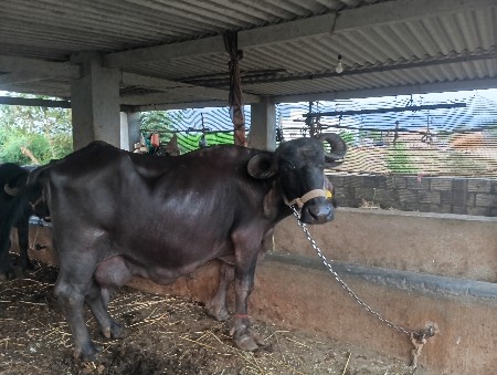 વેચવાની