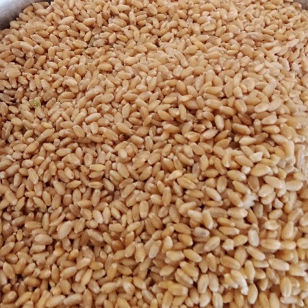 ઘઉ વેંચવા ના છે.