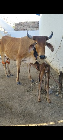 ક્રોસ ગાય વેચવાની