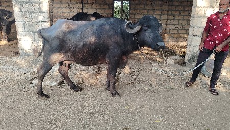 थंबनेल 2