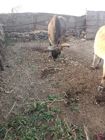 બળદ વેચવાના છે