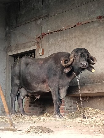 થંબનેલ 3