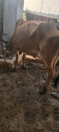 ગાય વેચાવાનીછે