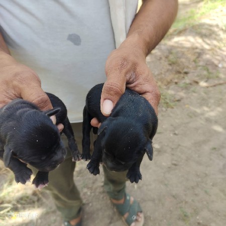 લેબરા બ્લેક પપ્પી