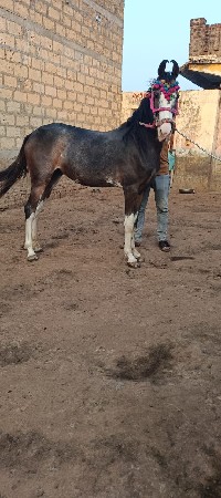 વસેરી વેચવાની છે