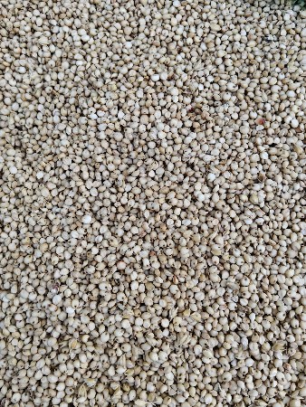 કોલાપુરી જવાર વેચવાની છે